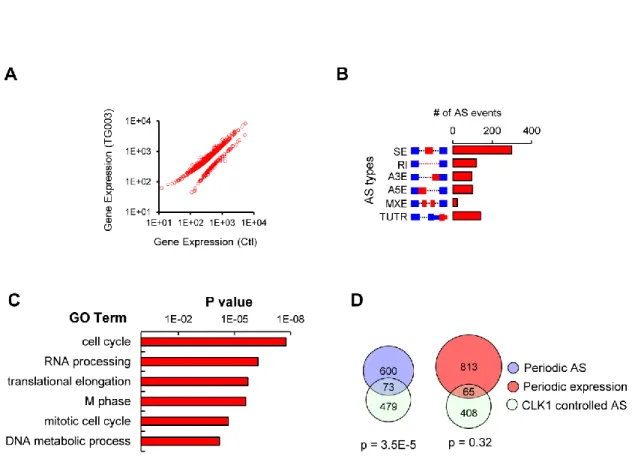 Figure 4.3 CLK1-regulated AS network. (A) Identification of endogenous CLK1 targets  by RNA-seq