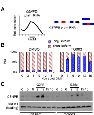 Figure 4.5 Regulation of CENPE by CLK1 during cell cycle. (A) Normalized CENPE  total  mRNA  expression  during  an  unperturbed  cell  cycle  (left)  and  diagram  of  CENPE  splicing  (right)