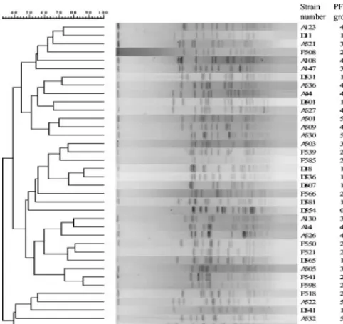 FIG. 2. Dendrogram of PFGE patterns.