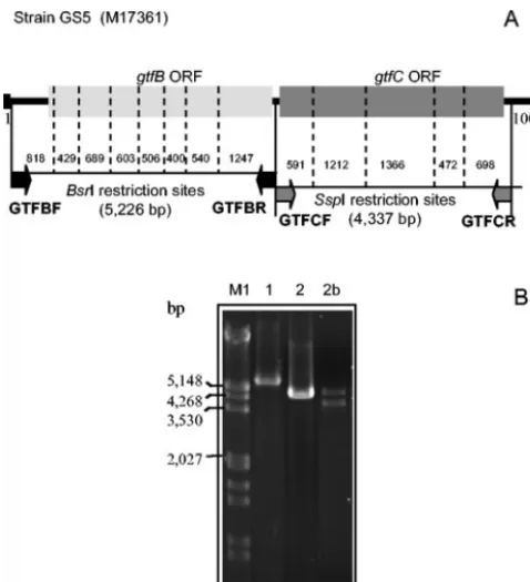 FIG. 1. Chromosome locus of the GS5 strain containing the gtfBandpairs used for speciﬁc ampliﬁcation ofdashed lines; within them, the size of fragments are indicated