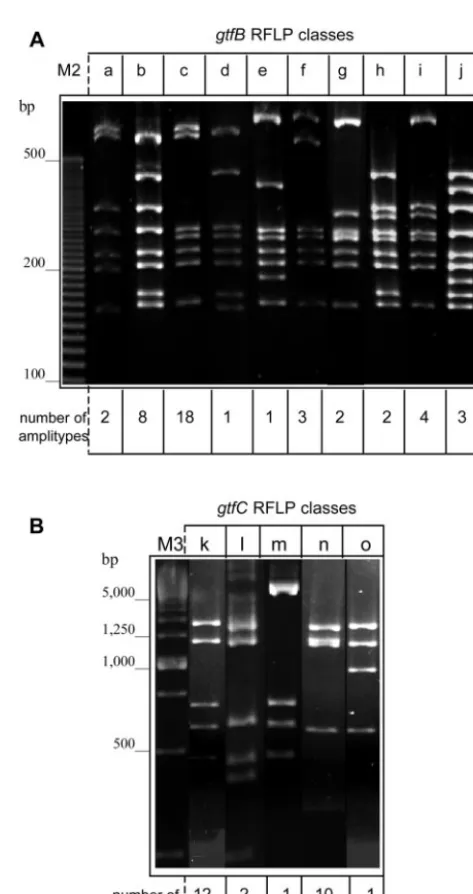 Figure 3 shows representative protein, zymogram, and West-