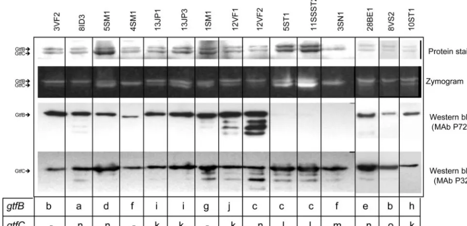 FIG. 3. Representative patterns of Gtf isozyme production and activities analyzed in clinical isolates representative of the gtfBgenotypes identiﬁed by RFLP