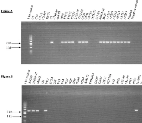 FIG. 6. PCR ampliﬁcation of gene VC0180, which is part of VSP-I. (A) Lane 1, molecular size ladder; lanes 2 to 29, PCR amplicon with primerpair VC0180F-VC0180R