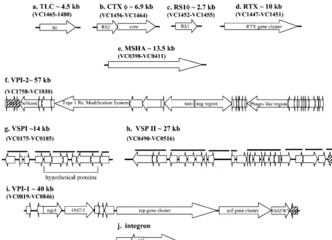 FIG. 1. Schematic representation of nine regions that are associated with pathogenesis in V