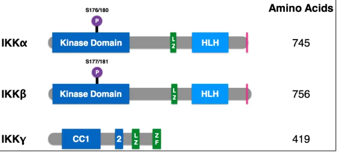 Figure 1.3 Domain organization of IKK family members 