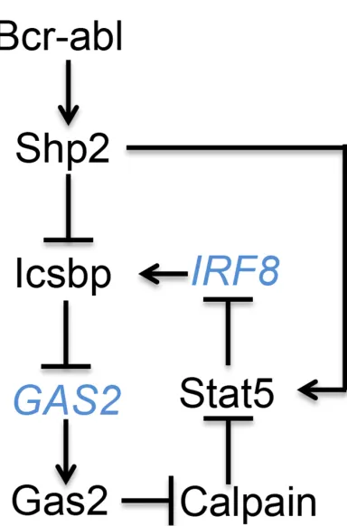 Figure 7: Graphical depiction of cross regulation between Icsbp and Stat5 in Bcr-abl+ progenitor cells