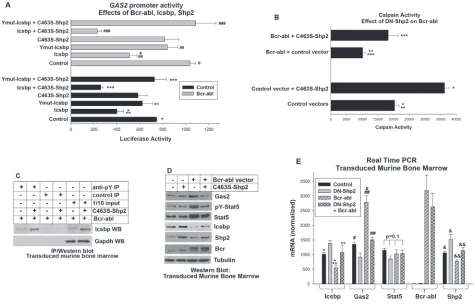 Figure 1: Bcr-abl inhibited Calpain by decreasing Gas2 expression through dephosphorylation of Icsbp by Shp2