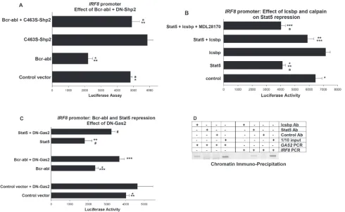 Figure 3: Repression of IRF8 promoter activity by Bcr-abl and Stat5 required inhibition of Calpain by Gas2