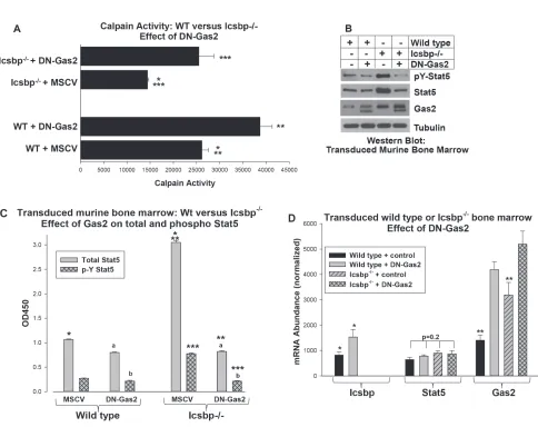 Figure 4: Increased Gas2 expression in Icsbp-/- myeloid progenitor cells decreased Calpain activity and increased Stat5 protein