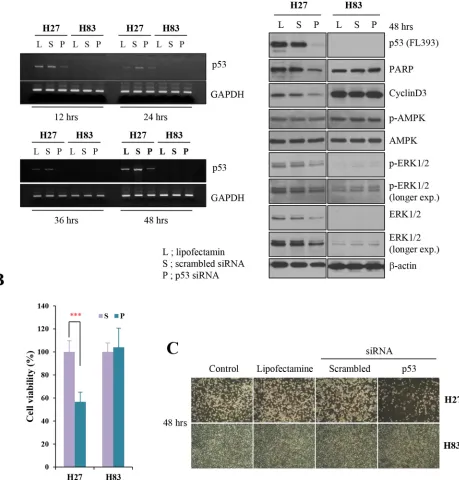 Figure 1: Knockdown analysis of p53 in tumor cells from GOF mutant or null mice. A. Mouse primary cells harboring GOF mutant p53R172H (H27) or p53-/- (H83) were treated with lipofectamine 2000 (L), or transfected with 25 mM scrambled siRNA (S) or siRNA aga