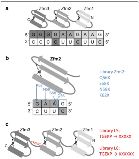Fig. 1 Schematic illustration of interaction between ZfQQR and the finger modules. recognition sequence in DNA–RNA hybrid substrate