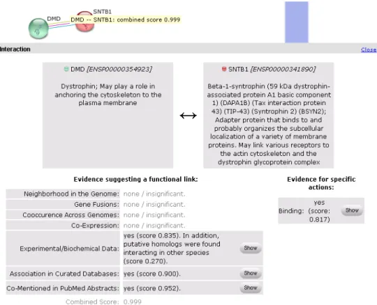 Figure 7. Screenshot of the STRING website. Here the evidence for DMD and  STBN1 is mostly found in PubMed abstracts and curated databases.