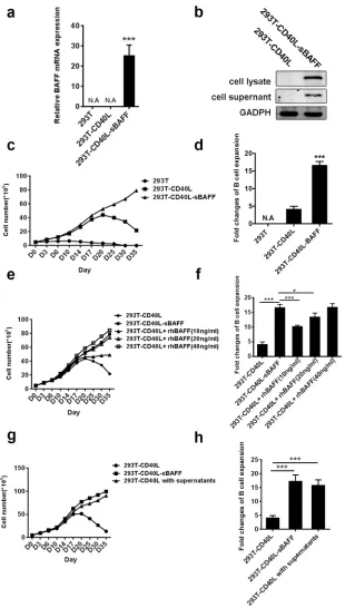 Figure 1: The 293T-CD40L-sBAFF cell line had the better potential to stimulate B cell growth