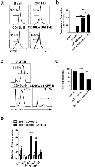 Figure 2: The 293T-CD40L-sBAFF cell line had the capacity to induce B cell growth and prevent apoptosis