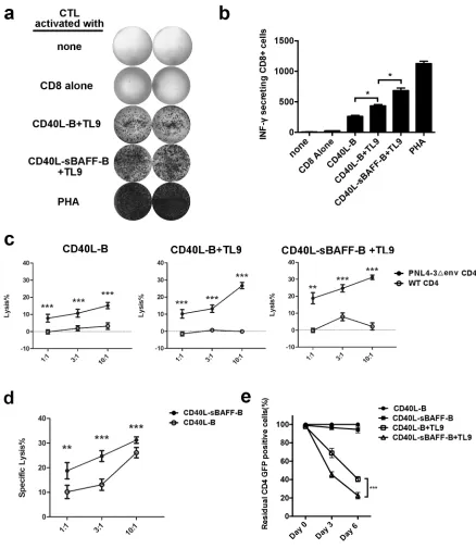 Figure 5: CD40L-sBAFF-B cells pulsed with TL-9 provided an effective APC source to generate HIV-1-specific CTLs.At day 5 after co-culturing, CD40L-B cells and CD40L-sBAFF-B cells were harvested and incubated with peptide TL9 (20 ng/ml) at 37°C for 12 hours