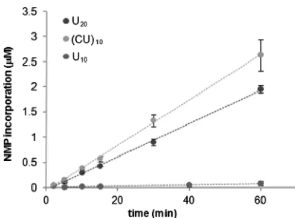 Figure 7. Analysis of the nucleotide incorporation rate of nsp12.