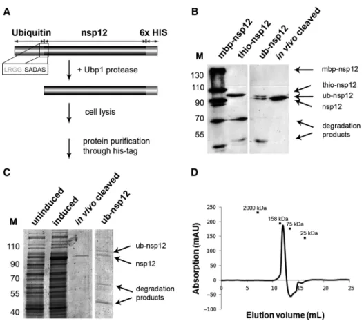 Figure 1. Expression and puriﬁcation of the SARS-CoV nsp12. (A) Expression of nsp12 was performed in the presence of the ubiquitin (Ub) protease Ubp1, which removed the N-terminal Ub fusion partner by cleaving after the LRGG signature that formed the junct