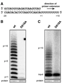 Figure 2. SARS-CoV nsp12 primer extension assay and active-site mutant. (A) Schematic showing the structure of the partially  double-stranded RNA template with 3 0 U 10 stretch that served as template for primer extension in the initial nsp12-based nucleot