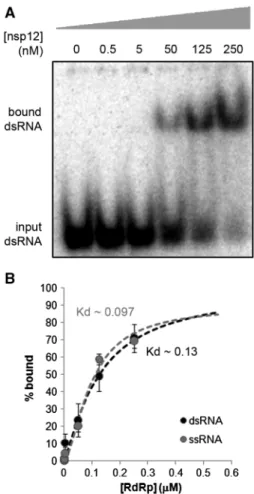 Figure 4. Nucleotide incorporation ﬁdelity of nsp12. (A) Experimental set-up of pulse-chase experiments with diﬀerent nucleotides and a primed poly(U) template (see Figure 2A)