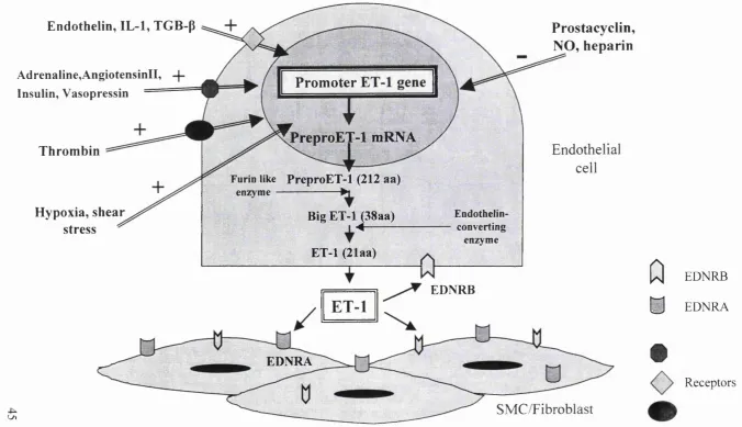Figure 1 Endothelin -1 biosynthetic pathway.