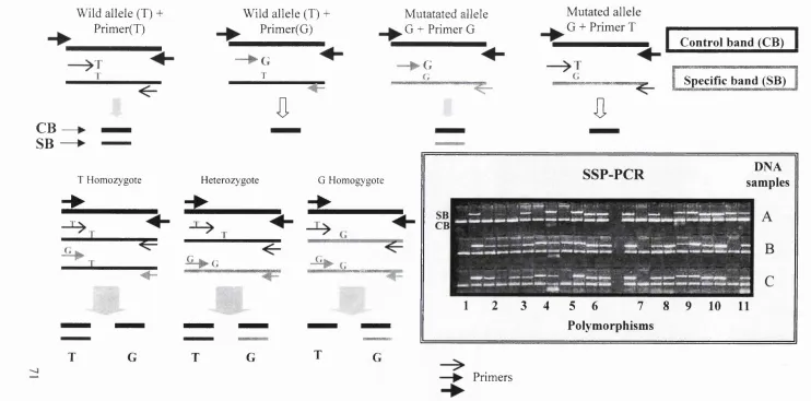 Figure 2 Scheme showing principle of Sequence Specific Primer -  PCR (SSP-PCR)