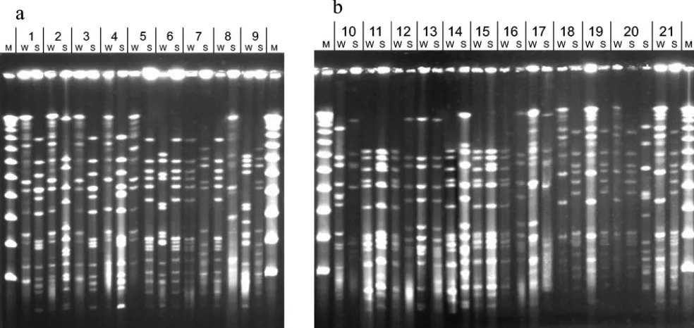 FIG. 1. PFGE patterns of Sisolates are grouped in pairs collected from different children and are designated with numbers corresponding to the numbers used in Table 4