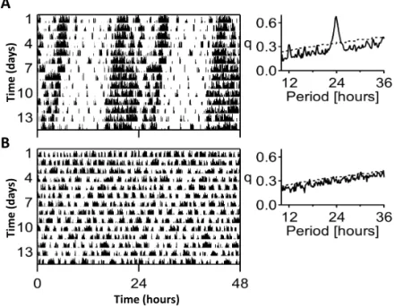 Fig. 1. Representative double-plotted actograms analyses of sham operated (A) and SCN lesioned (SCNx, B) mice  under constant dark conditions