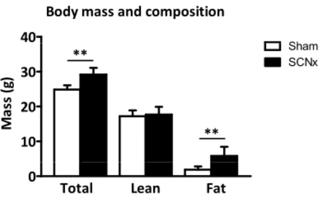 Fig. 3. Body mass and composition of sham (white bars) and SCN lesioned (SCNx, black bars) mice at the time of  the hyperinsulinemic-euglycemic clamp