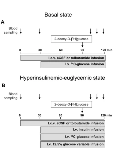 Fig.  1.  Schematic  representation  of  the  experimental  procedures. 