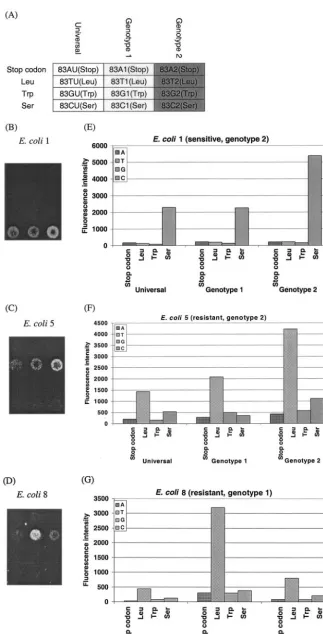 FIG. 2. Diagnostic microarray results for three clinical E. coliof E. coli isolates. (A) Partial microarray layout (position 83); (B to D) microarray images isolates 1, 5, and 8, respectively; (E to G) quantitative ﬂuorescent signal intensity analysis for 