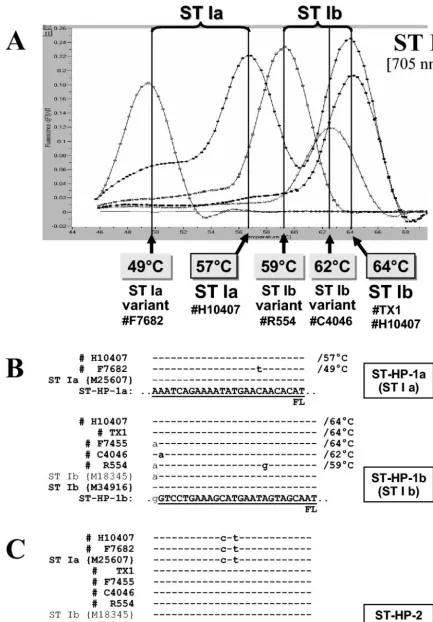 FIG. 3. (A) Melting curve analysis performed on ampliﬁcation products of four different ST-positive isolates, representative of the different STgenotypes observed in this study