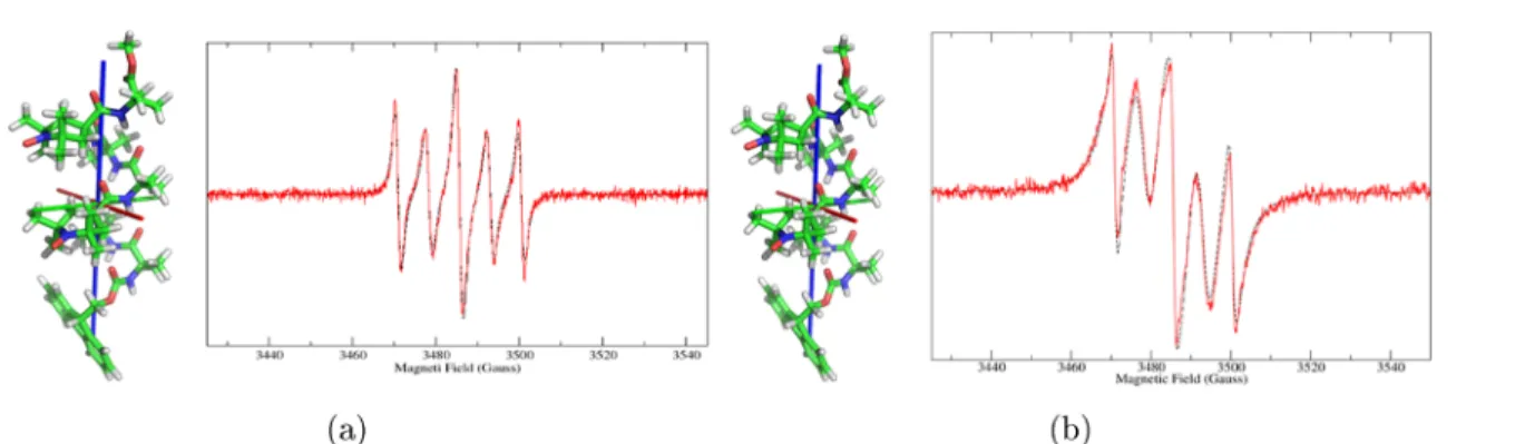 Figure 1 compares experimental and calculated spectra for the monolabeled peptides, whereas Figures 2 and 3 show the comparison for the four bis-radicals