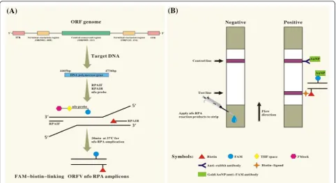 Fig. 2 Determination of reaction time and temperature for the ORFV RPA-LFD assay. The assay works effectively in a broad range of constantreaction temperatures (a)