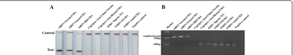 Fig. 3 Reaction sensitivity of the ORFV RPA-LFD assay. A serial dilution of the ORFV DNA standard plasmids