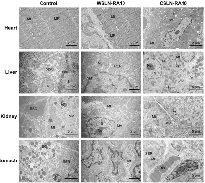 Figure 5 representative TeM images of heart, liver, kidney, and stomach tissue samples of rats after 14 d of oral treatments: control (vehicle-treated) rats; rats treated with Witepsol (WSLN-RA10) and with Carnauba (WSLN-RA10) SLN loaded with RA (10 mg/kg bw/d).Abbreviations: C, capillary; d, days; G, Golgi apparatus; Lu, Lumen; Ly, lysosomes; MF, cardiac muscle myofibrils; Mt, mitochondria; MV, microvillus; N, nucleus; NM, nuclear membrane; Nu, nucleolus; rBc, red blood cells; rer, rough endoplasmic reticulum; ser, smooth endoplasmic reticulum; sg, secretory granules; TJ, tight junctions; cslN, Carnauba solid lipid nanoparticles; RA, rosmarinic acid; WSLN, Witepsol solid lipid nanoparticles.