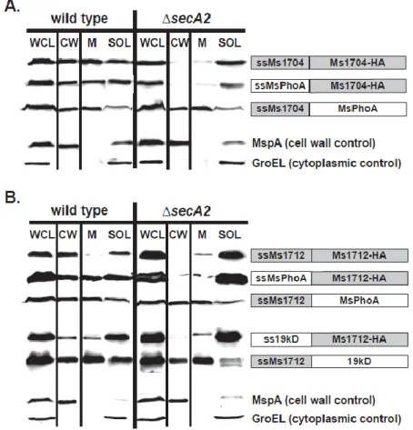 Figure 2.2 The mature domains of Ms1704 and Ms1712 require SecA2 for export to  the cell wall