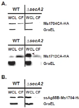 Figure 2.3 SecA2-dependent export occurs regardless of lipidation.  