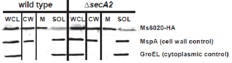 Figure 2.5 Ms6020-HA is exported to the cell wall independent of SecA2  