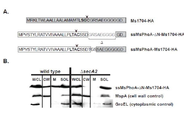 Figure 2.6 The extreme N-terminus of the Ms1704 mature domain is not required  for SecA2-mediated export 