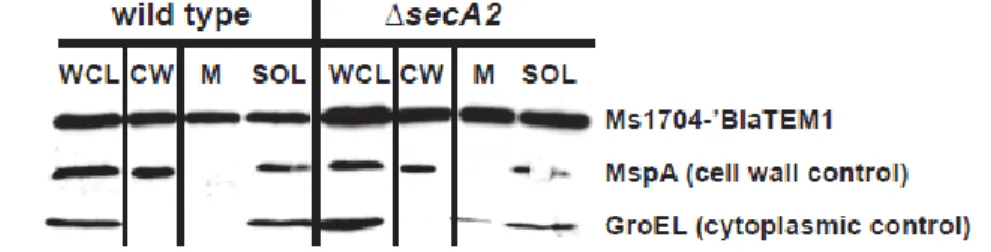 Figure 2.7 An Ms1704-‘BlaTEM1 fusion is exported to the cell wall independently of  SecA2 