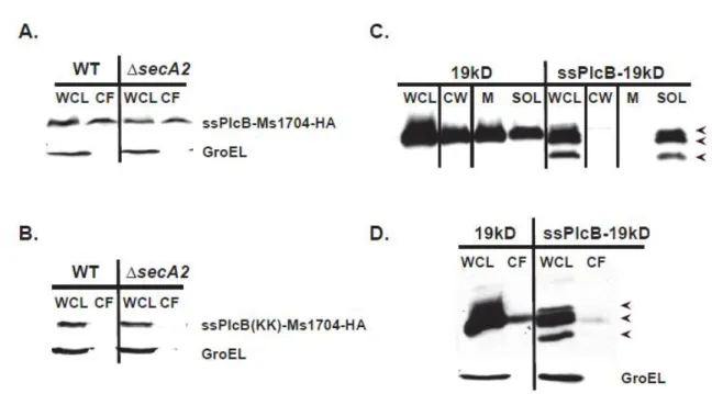 Figure 2.8 Ms1704 is compatible with export by the twin-arginine translocation  (Tat) pathway 