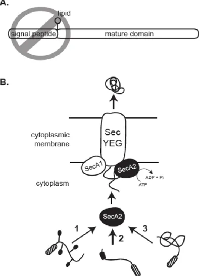Figure 2.9 Models for mycobacterial SecA2 export  