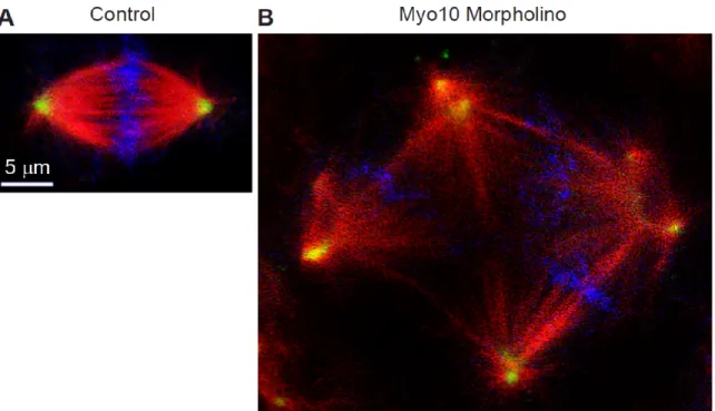 Figure 1.6. Knockdown of Myo10 results in the formation of multipolar spindles  (A) Control or (B) Myo10 morpholino-treated cells of a Xenopus embryo