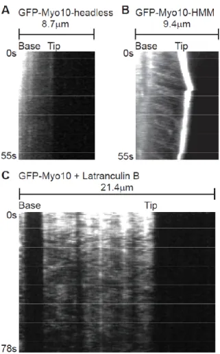 Figure 2.5.  Fast Forward movements require the Myo10 motor domain and are  inhibited by latrunculin B 