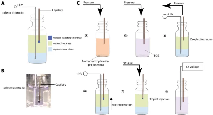 Fig. 1. (a) Schematic representation of the 3PEE setup, and (b) actual set-up incorporating the modiﬁed electrode conﬁguration used during experiments (bottom of vial  not visible)