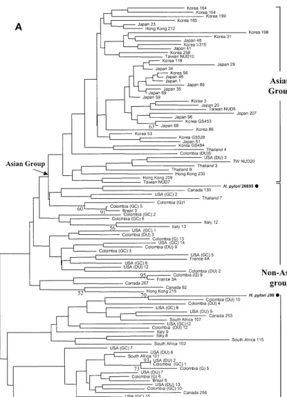 FIG. 1. Phylogenetic relationships of 100 H. pylorithe 497th residue of each strain, which is either alanine or threonine