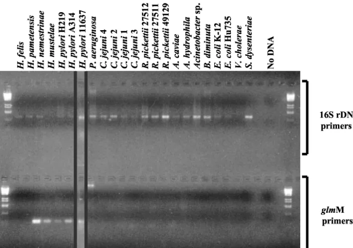 FIG. 1. Representative results for PCR products generated from a broad spectrum of bacteria, closely related strains of Campylobacterselected species of, and Helicobacter, using primers for the H