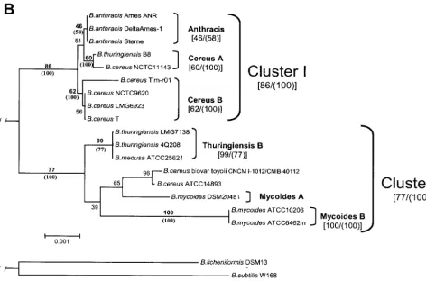 FIG. 3. Genetic relationship among B. cereusevolution method demonstrate the division of thebrackets