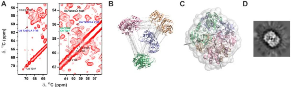 Figure 1. (A) Enlargement of two regions of the 2D 13 C- 13 C DARR (Dipolar Assisted Rotational Resonance) solid-state NMR (SSNMR) spectrum (mixing time 200 ms) displaying long-range inter-residue restraints (blue interdimer and green interdomain/intramono