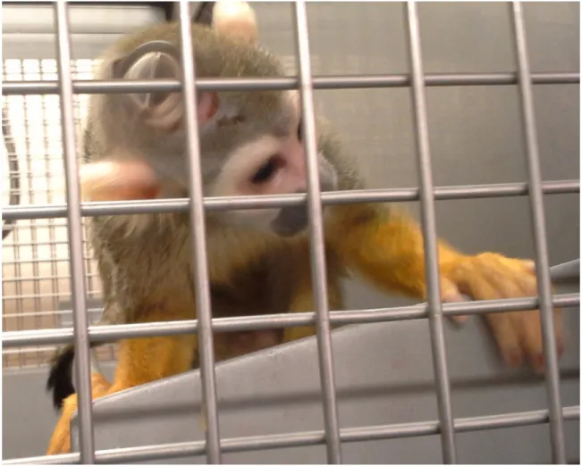 Figure 7: Monkey with recording chamber attached. 